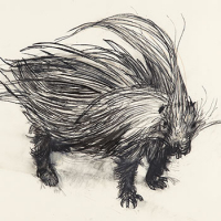 http://larascouller.com/files/gimgs/th-17_Indian-crested-porcupine-sm_v2.jpg